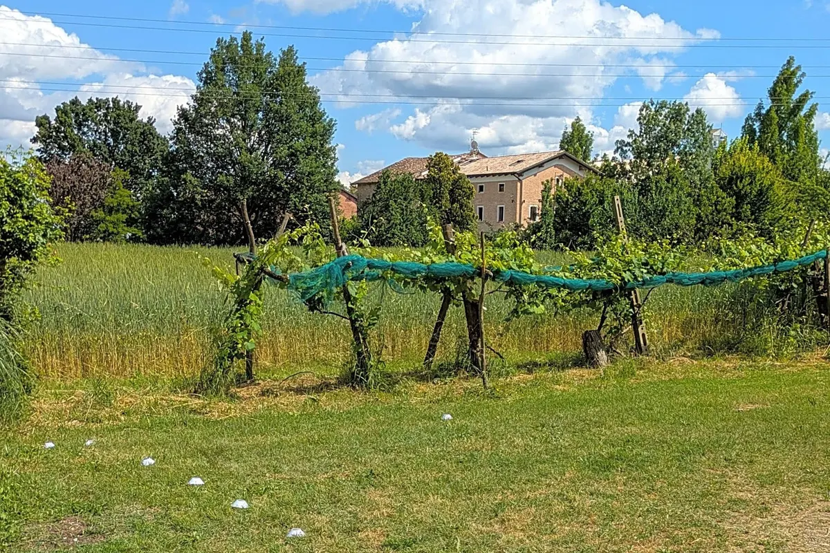 Agricola Giovanardi, foto 2