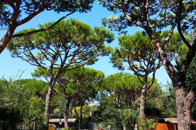 Dal Pino