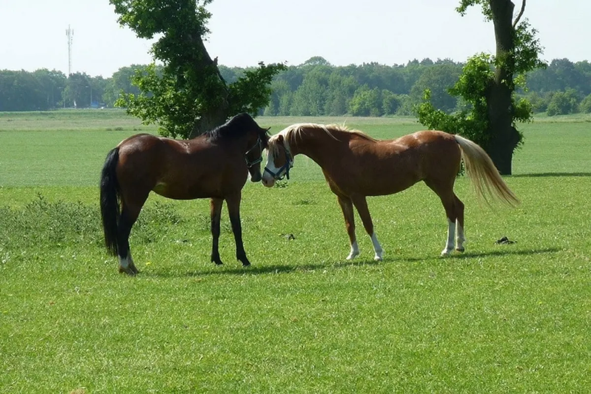 Camping Het Scholtemeijer, foto 2