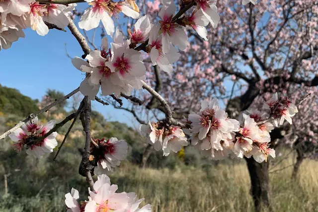 Acampada Lliure La Foresa