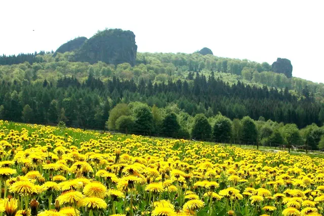 Bruchhausen