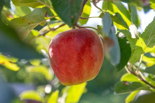 De Fruitgaard