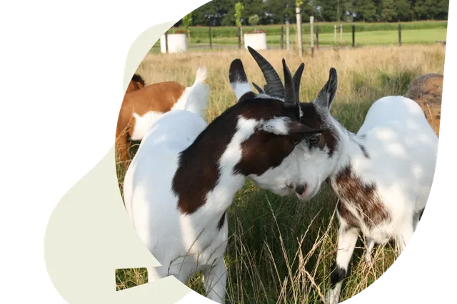 Boerderijcamping `t Katreel