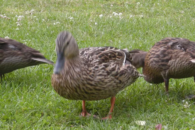 Snörbo