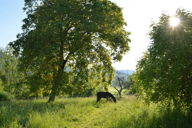 Möhrenblick